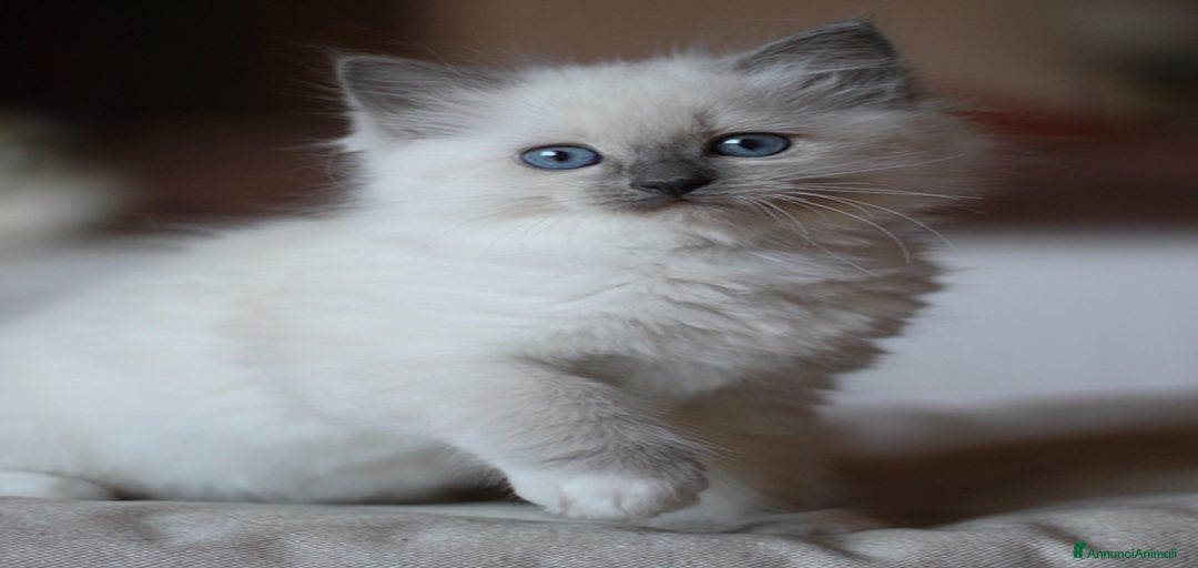 Immagine della galleria {{count}}