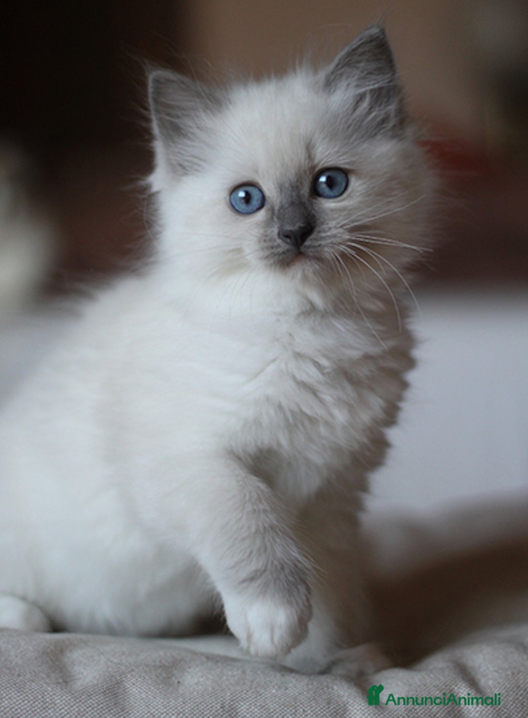 Immagine della galleria {{count}}