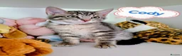 Europeo gatti in regalo: GATTINI MERAVIGLIOSI  a Provincia di Crotone - Annuncio 3