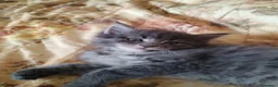 Maine Coon gatti in vendita: Maine coon  - Annuncio 3