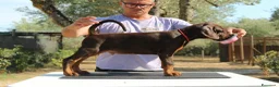 Dobermann cani in vendita: Cuccioli di Dobermann  - Annuncio 3
