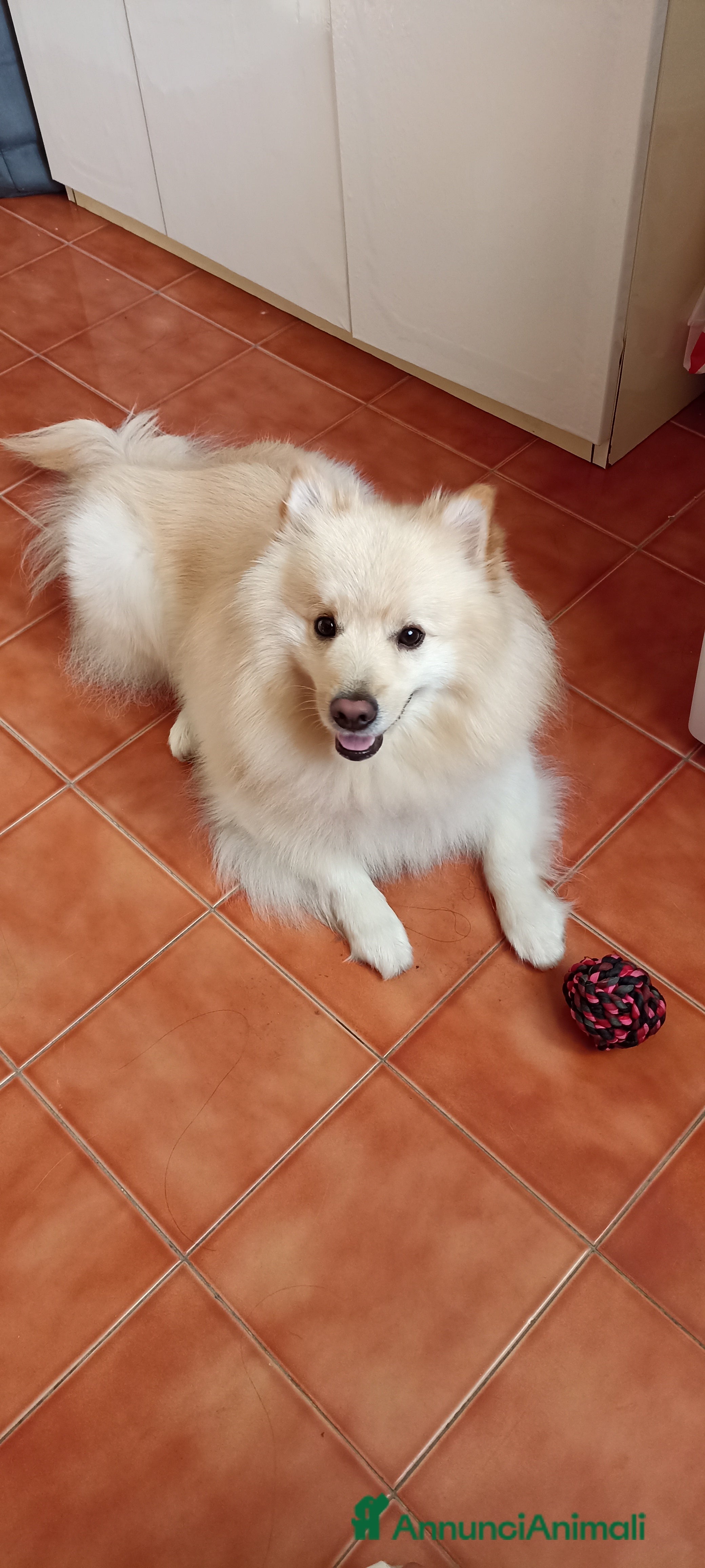 Volpino Italiano cani Volpino Italiano - Annuncio 13