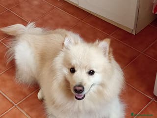 Volpino Italiano cani Volpino Italiano - Annuncio 21