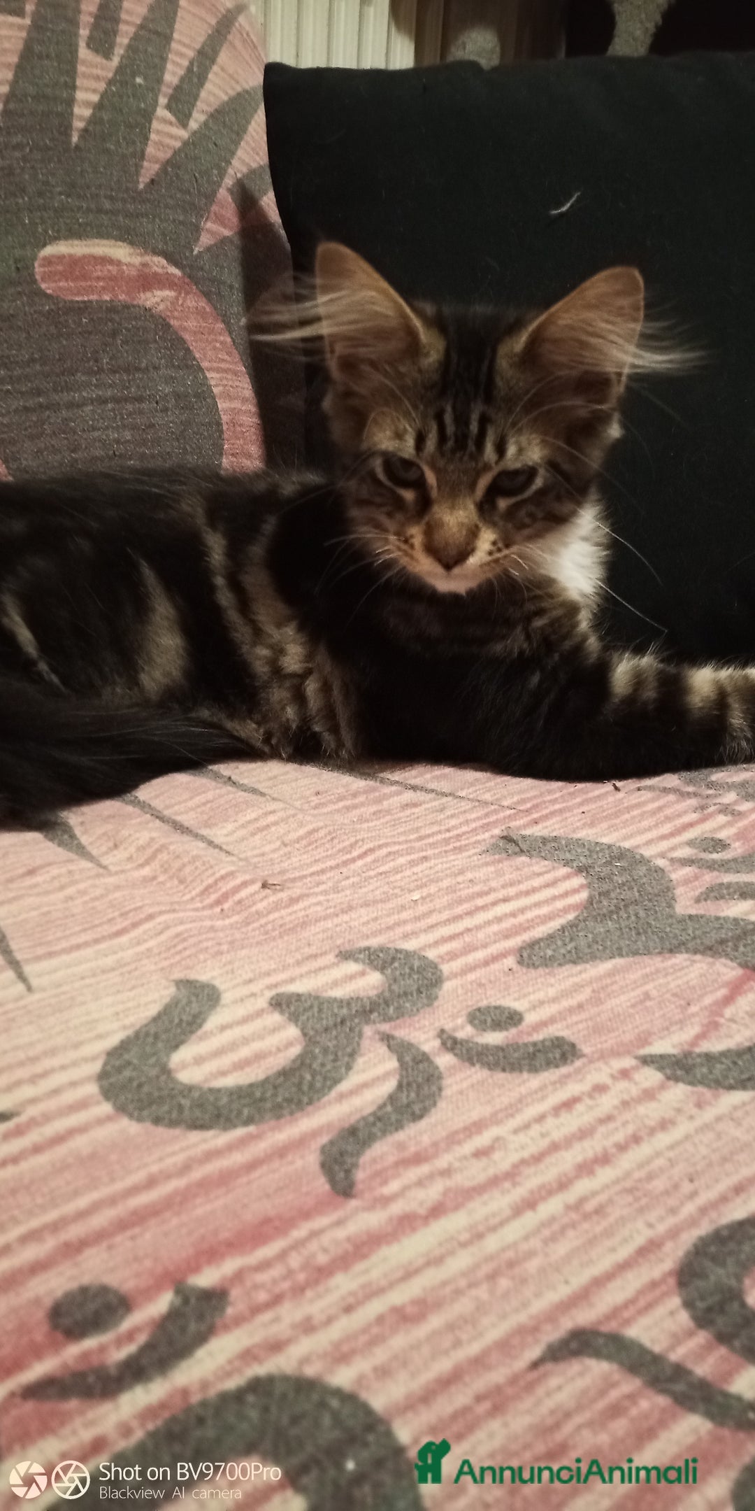 Maine Coon gatti in vendita: Maine coon  a Città metropolitana di Milano - Immagine 3