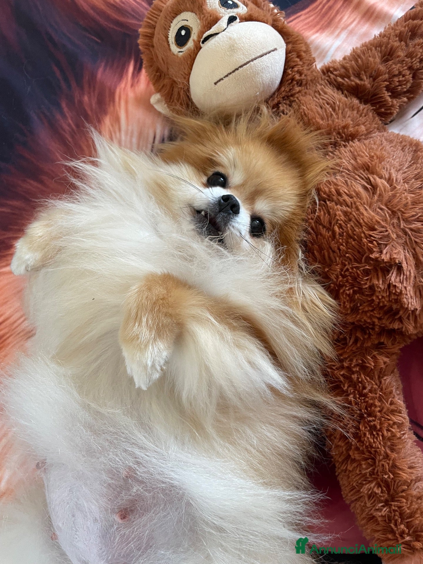 Volpino Pomerania cani in vendita: Pomerania - Annuncio 1