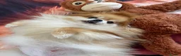 Volpino Pomerania cani in vendita: Pomerania - Annuncio 1
