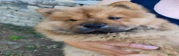 Chow Chow cani in vendita: Chow Chow - Annuncio 14