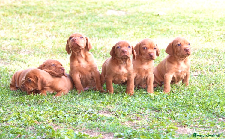 Vizsla cani - Annuncio 2