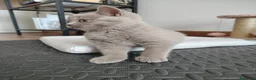British gatti in vendita: Splendida cucciola di British Shorthair  - Annuncio 7