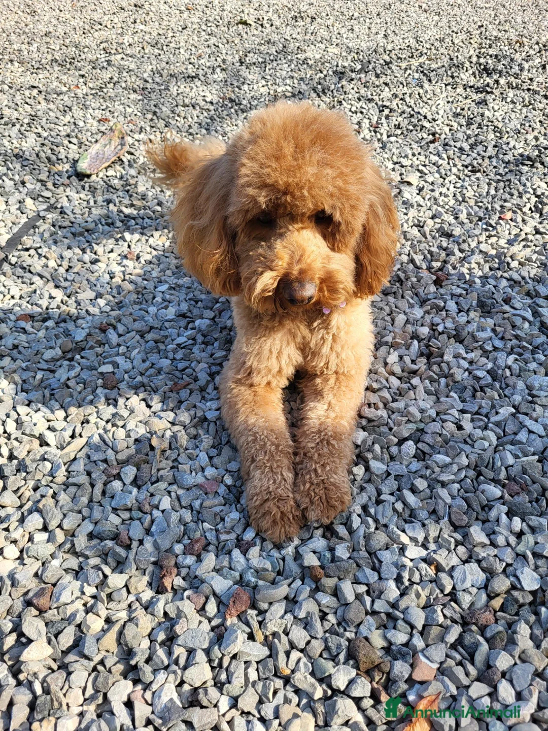 Barboncino cani in vendita: Cuccioli di Barboncino - Annuncio 2