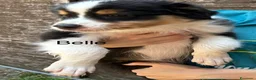 Australian Shepherd cani in vendita: Cuccioli Australian Shepherd - Annuncio 5