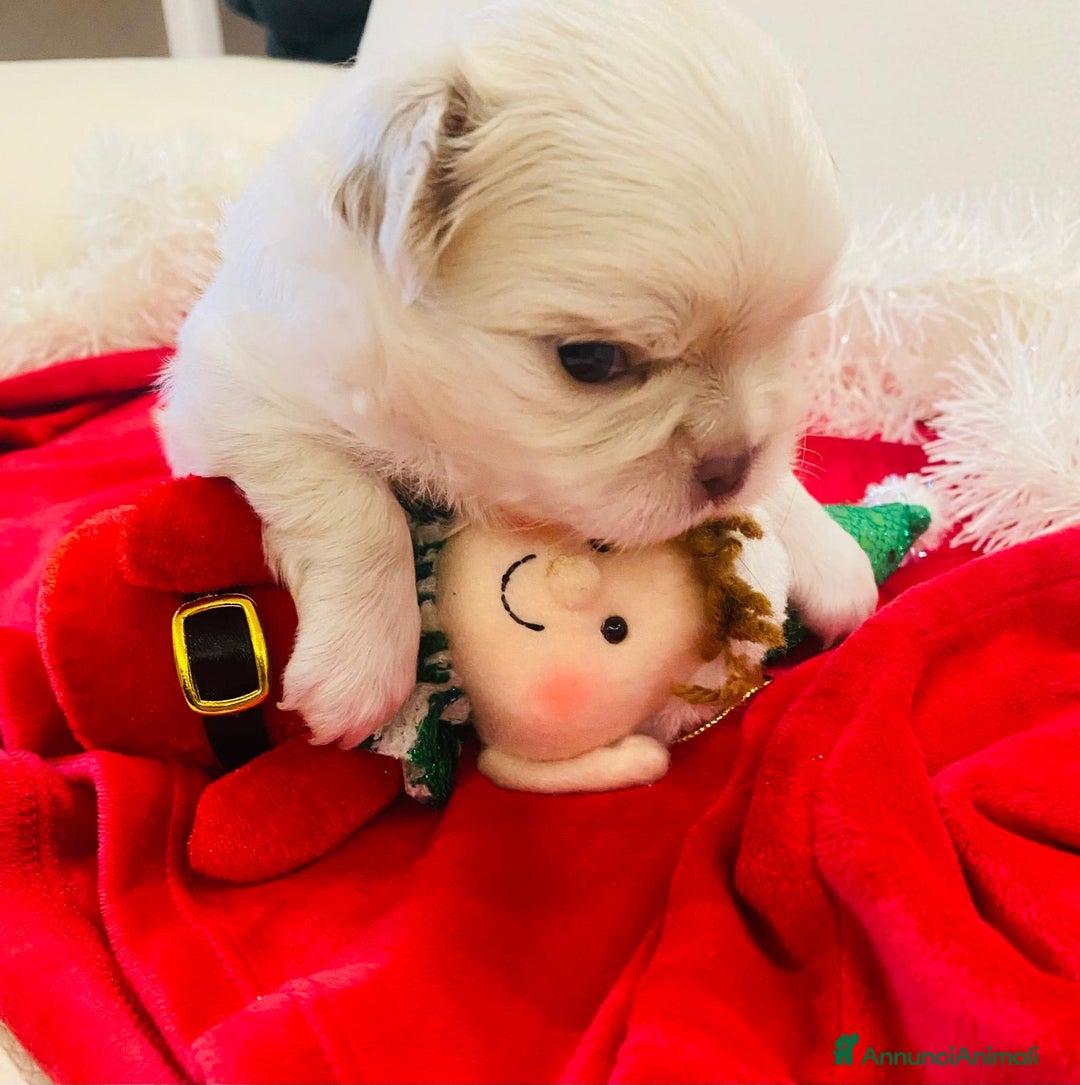 Chihuahua cani in vendita: Cuccioli di chiuauaua - Annuncio 3