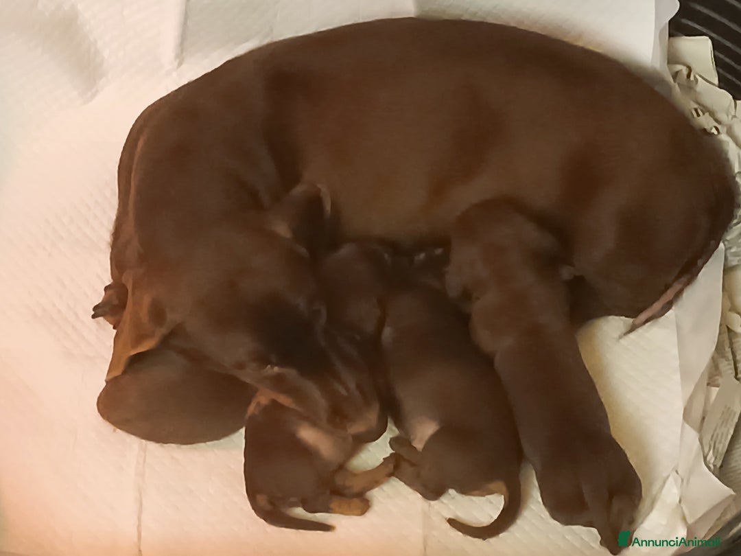 Bassotto cani in vendita: Maschietti di bassotto tedesco - Annuncio 9