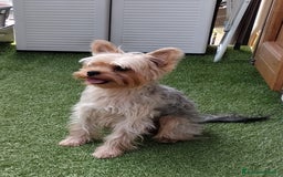 Yorkshire cani per accoppiamento: Maschio Yorkshire Toy per accoppiamento a Provincia di Brescia - Annuncio 12