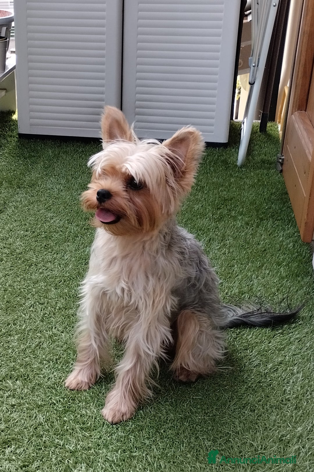 Yorkshire cani per accoppiamento: Maschio Yorkshire Toy per accoppiamento a Provincia di Brescia - Annuncio 12