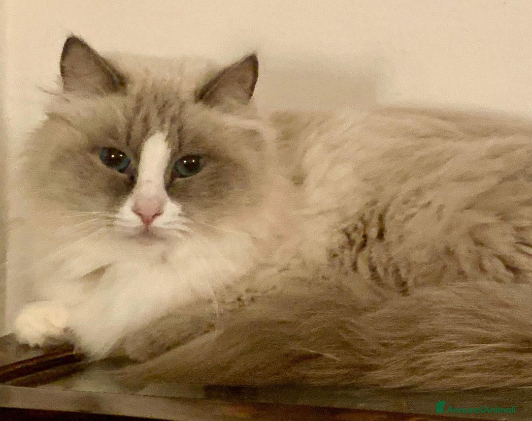 Ragdoll gatti in vendita: cuccioli di ragdoll  a Provincia di Forlì-Cesena - Immagine 3