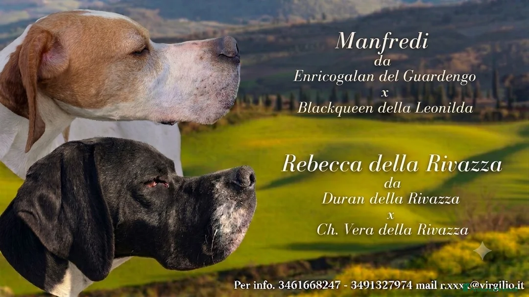 Pointer cani in vendita: Pointer inglese cuccioli altissima genealogia  a Provincia di Lodi - Annuncio 1