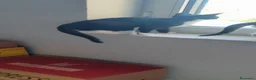 Meticcio gatti in regalo: 3mesi,occhi verdi,LE MANCA UNA ZAMPINA! MILANO - Annuncio 4