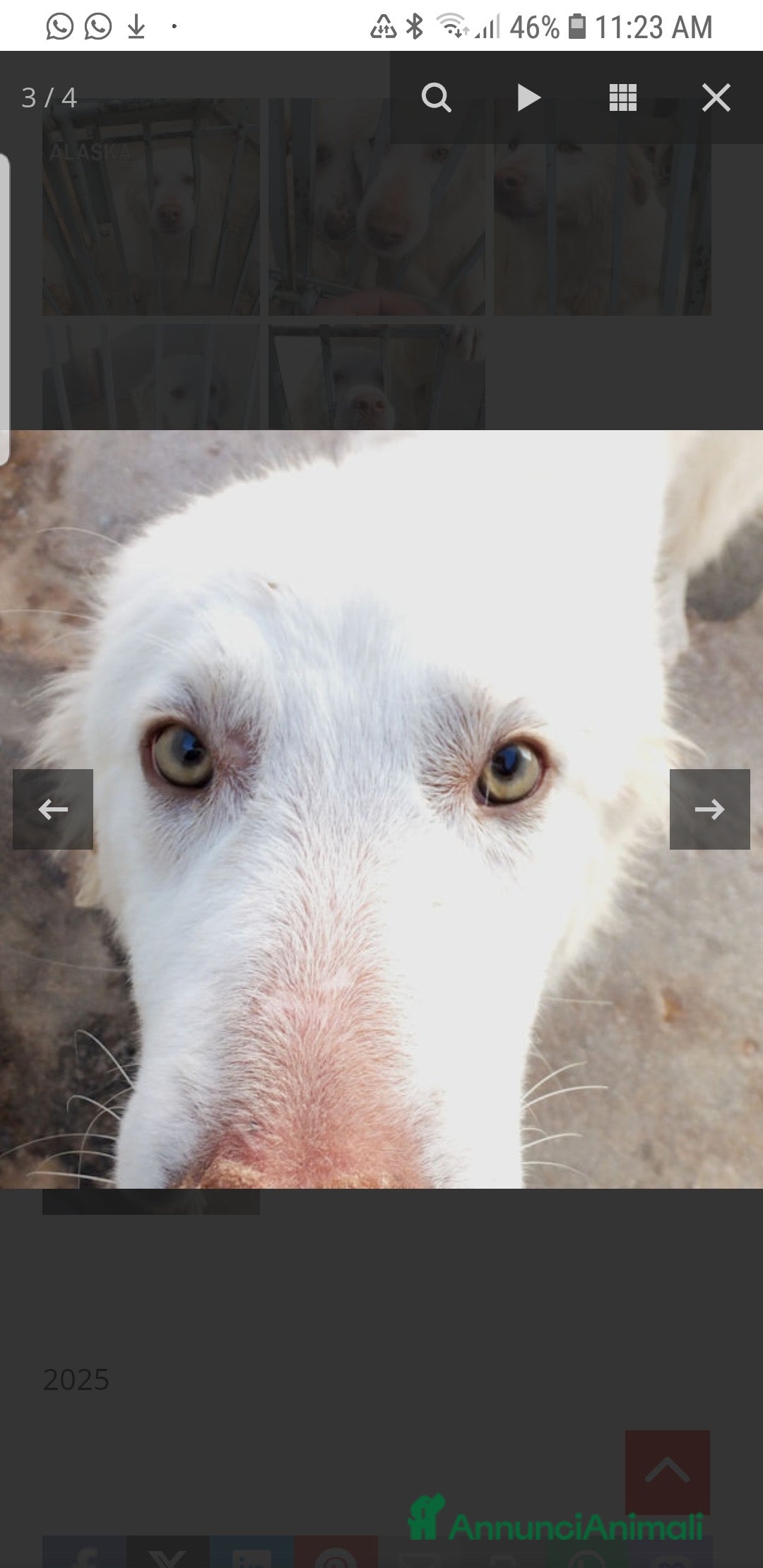 Meticcio cani ADOZIONI DEL CUORE: buono e gentile…ti aspetta - Annuncio 2