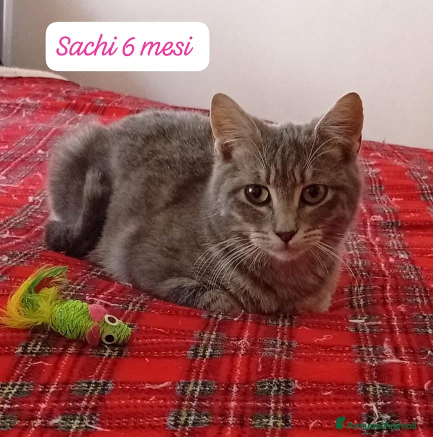 Europeo gatti S.o.s. gattini da salvare  - Annuncio 2