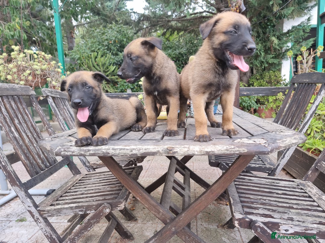 Pastore Belga cani in vendita: Pastore Belga Malinois Bari Lecce Taranto Foggia a Città Metropolitana di Bari - Annuncio 11