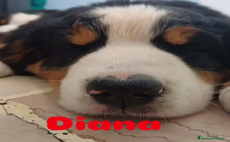 Bovaro del Bernese cani a Città metropolitana di Milano - Annuncio 1