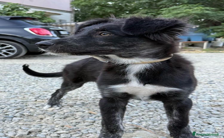 Meticcio cani a Provincia di Crotone - Annuncio 11