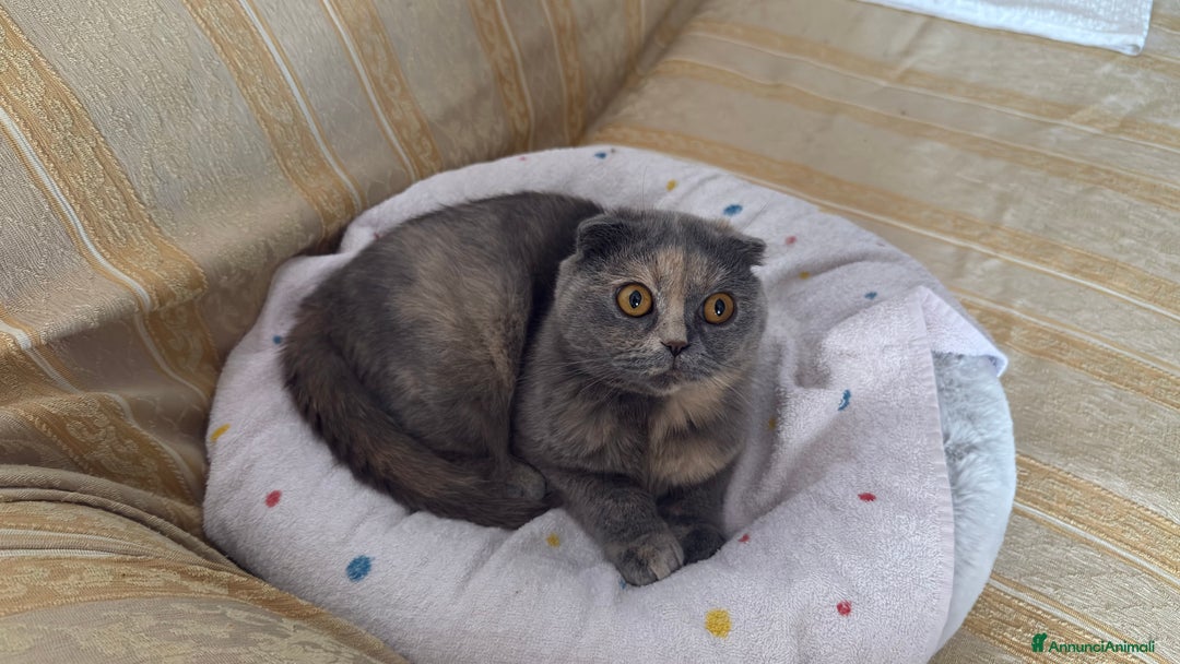 Scottish gatti in vendita: Gatta Scottish Fold a Provincia di Treviso - Immagine 5