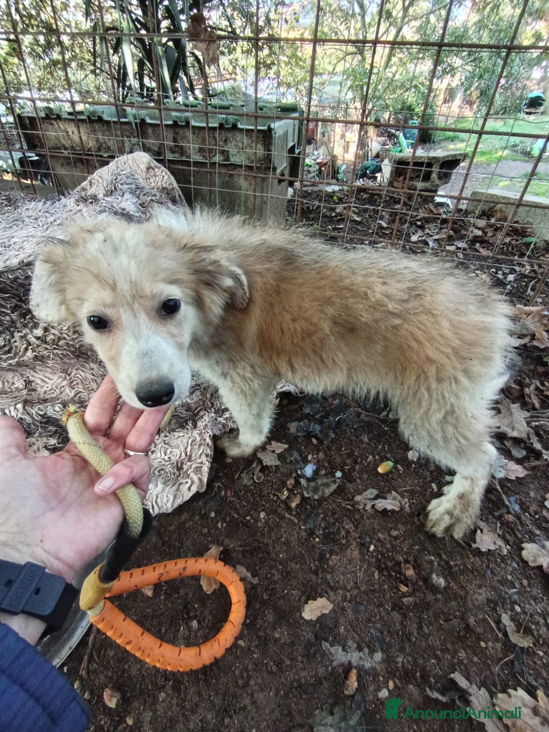 Meticcio cani in regalo: EDEN E SIRIO - Annuncio 4