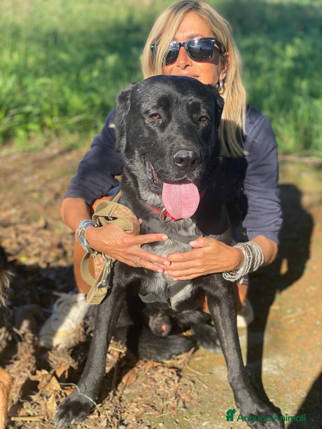 Labrador cani in regalo: Lukas labrador giovane in adozione  a Città metropolitana di Milano - Immagine 5