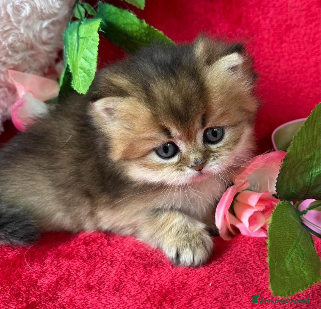 British gatti in vendita: Bellissimi cuccioli di british shorthair  - Annuncio 7