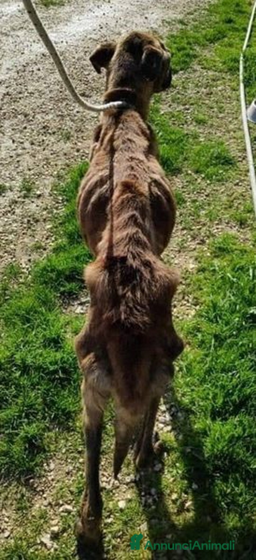 Meticcio cani in regalo: BALU' buono con tutti nonostante tutto - Annuncio 3