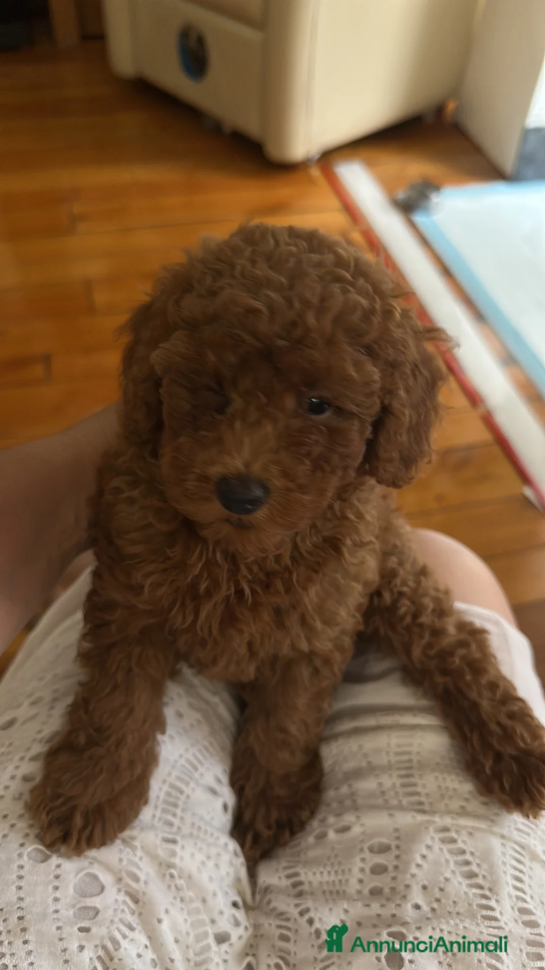 Barboncino Toy cani in vendita: Barboncini toy/nano - Annuncio 2