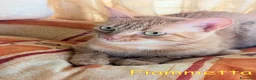Europeo gatti in regalo: FIAMMETTA DOLCISSIMA GATTINA a Città metropolitana di Roma Capitale - Annuncio 2