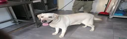 Labrador cani in regalo: Teodoro, Labrador in Canile - Annuncio 2