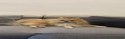Volpino Italiano cani per accoppiamento: Rio volpino italiano  a Città metropolitana di Roma Capitale - Annuncio 5