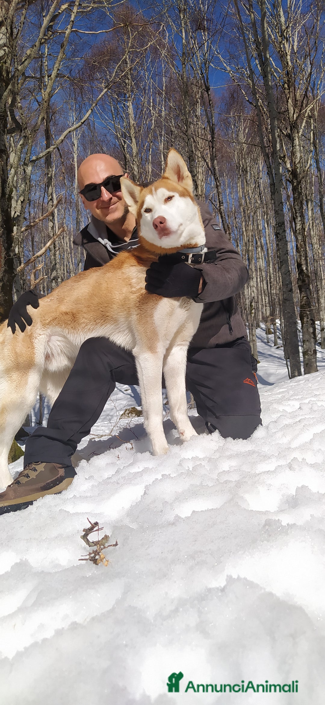 Husky cani per accoppiamento: Husky per accoppiamento  a Pomezia - Annuncio 5