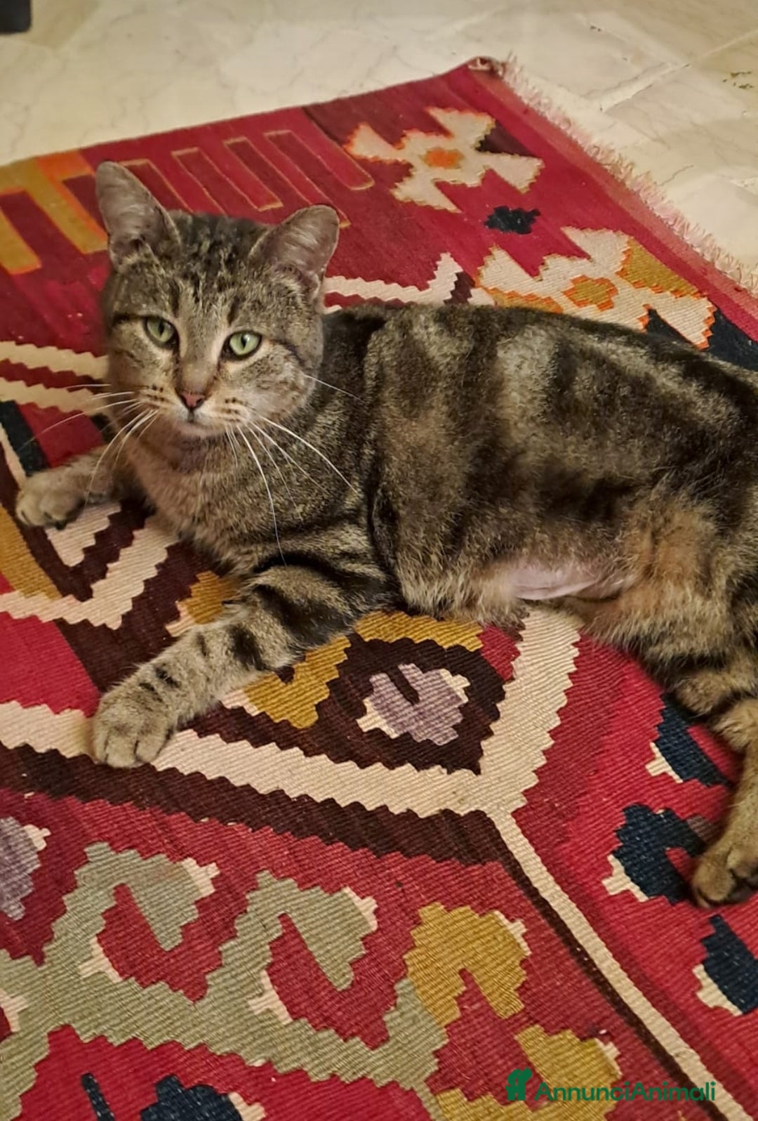 Europeo gatti in regalo: Cascatella, dolcissima gattina cerca casa a Città metropolitana di Roma Capitale - Annuncio 1