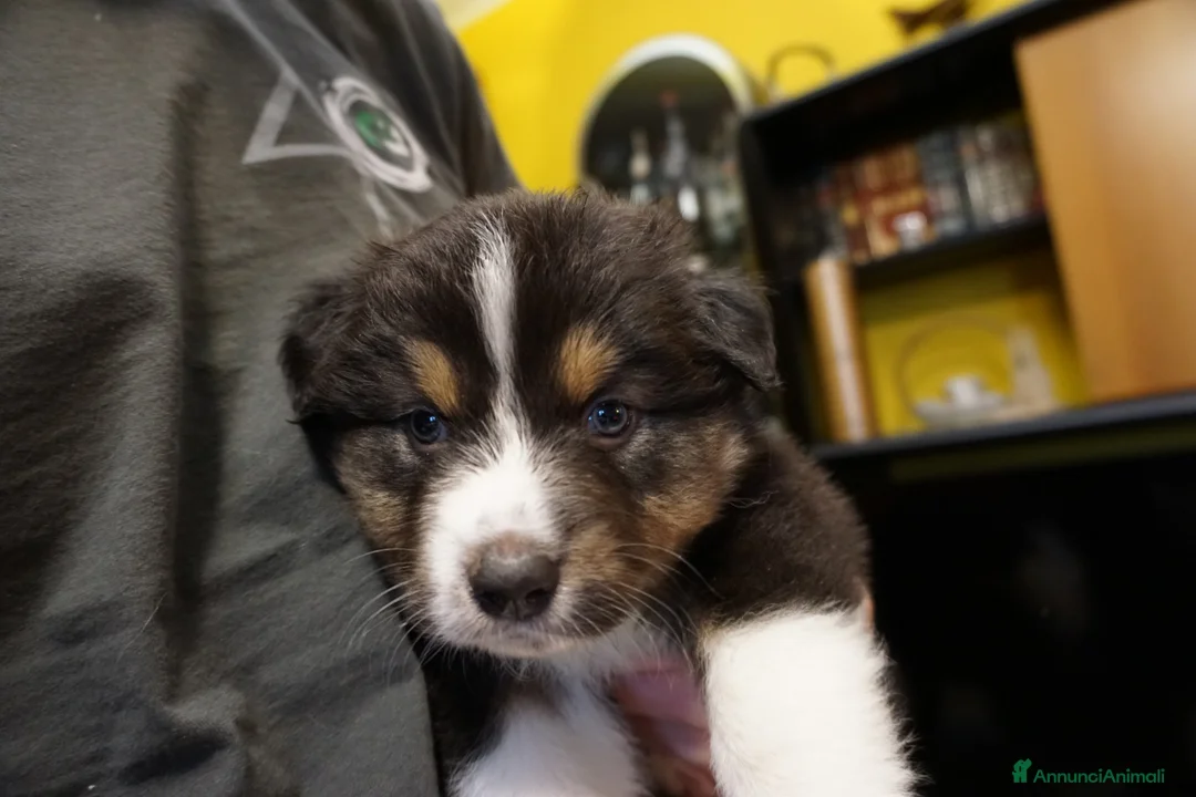 Australian Shepherd cani in vendita: Cucciolata Australian Shepherd  - Annuncio 5