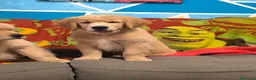 Golden Retriever cani in vendita: Golden retriever 90%linea americana pedigree ENCI  - Annuncio 18