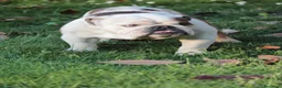Bulldog cani in vendita: Cuccioli Bulldog Inglese - Annuncio 4