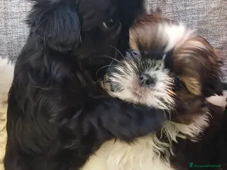 Shih Tzu cani Cucciolo shih-tzu shitzu shihtzu con pedigree - Annuncio 1