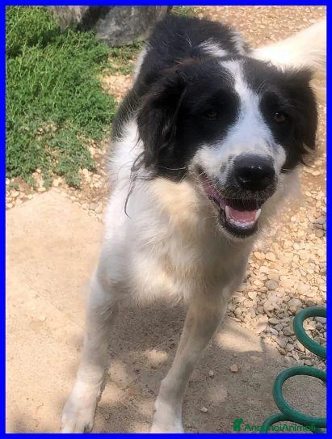 Meticcio cani in regalo: PETRUX meraviglioso patatone tg mediogrande - Annuncio 2