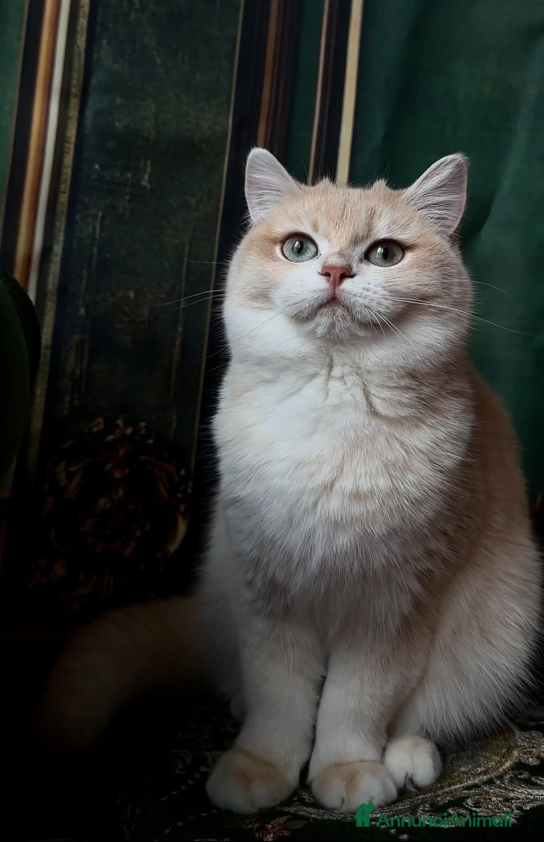 British gatti in vendita: British lilac golden  - Annuncio 2