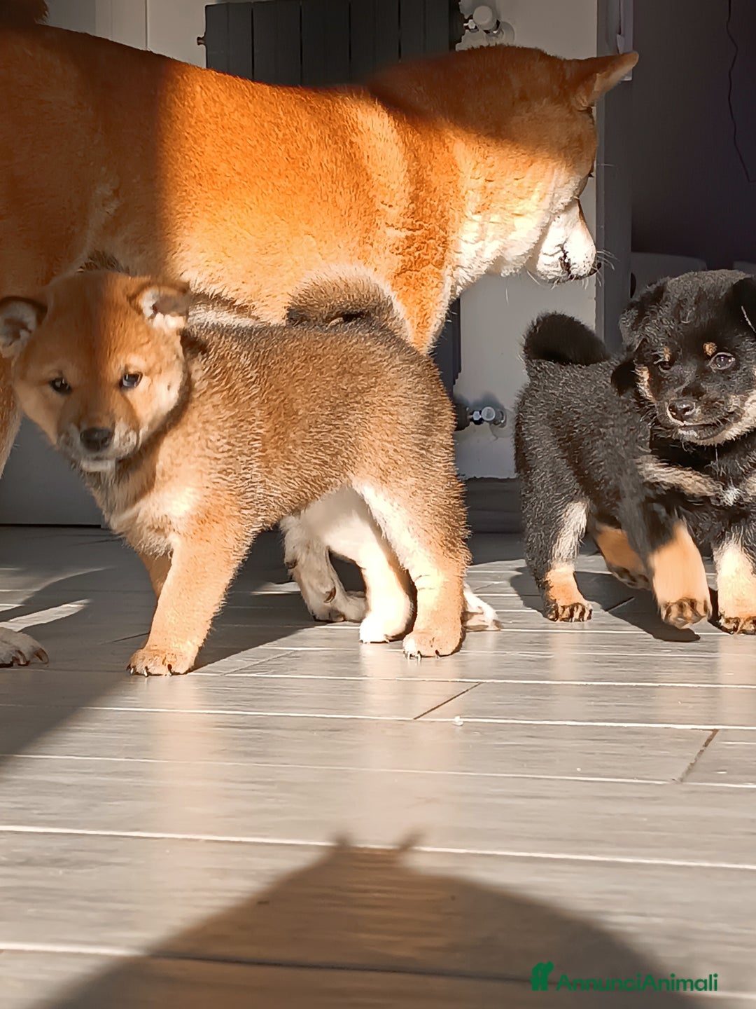 Shiba Inu cani in vendita: Shiba inu - Annuncio 1