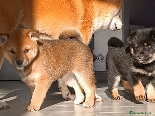 Shiba Inu cani Shiba inu - Annuncio 1