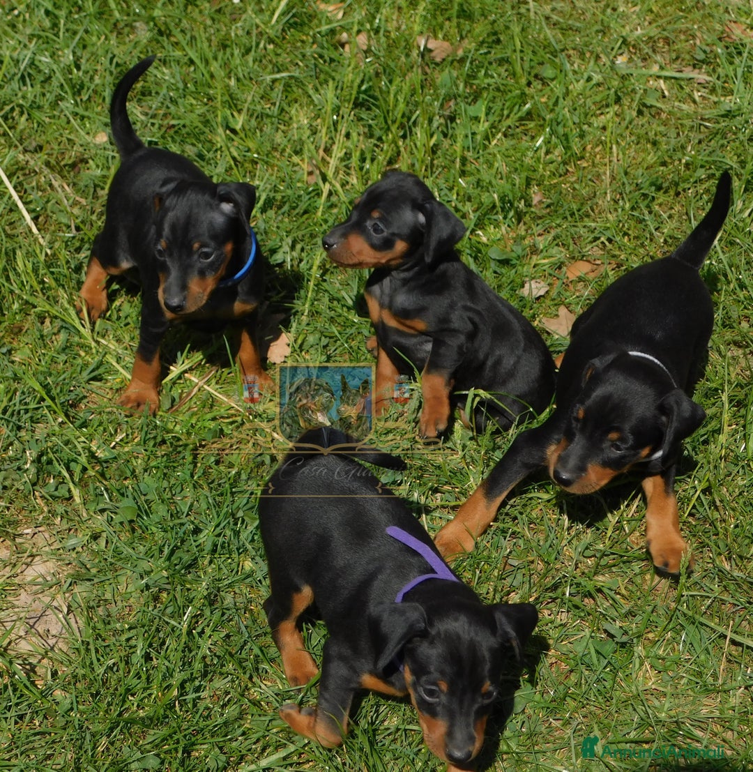 Immagine della galleria {{count}}