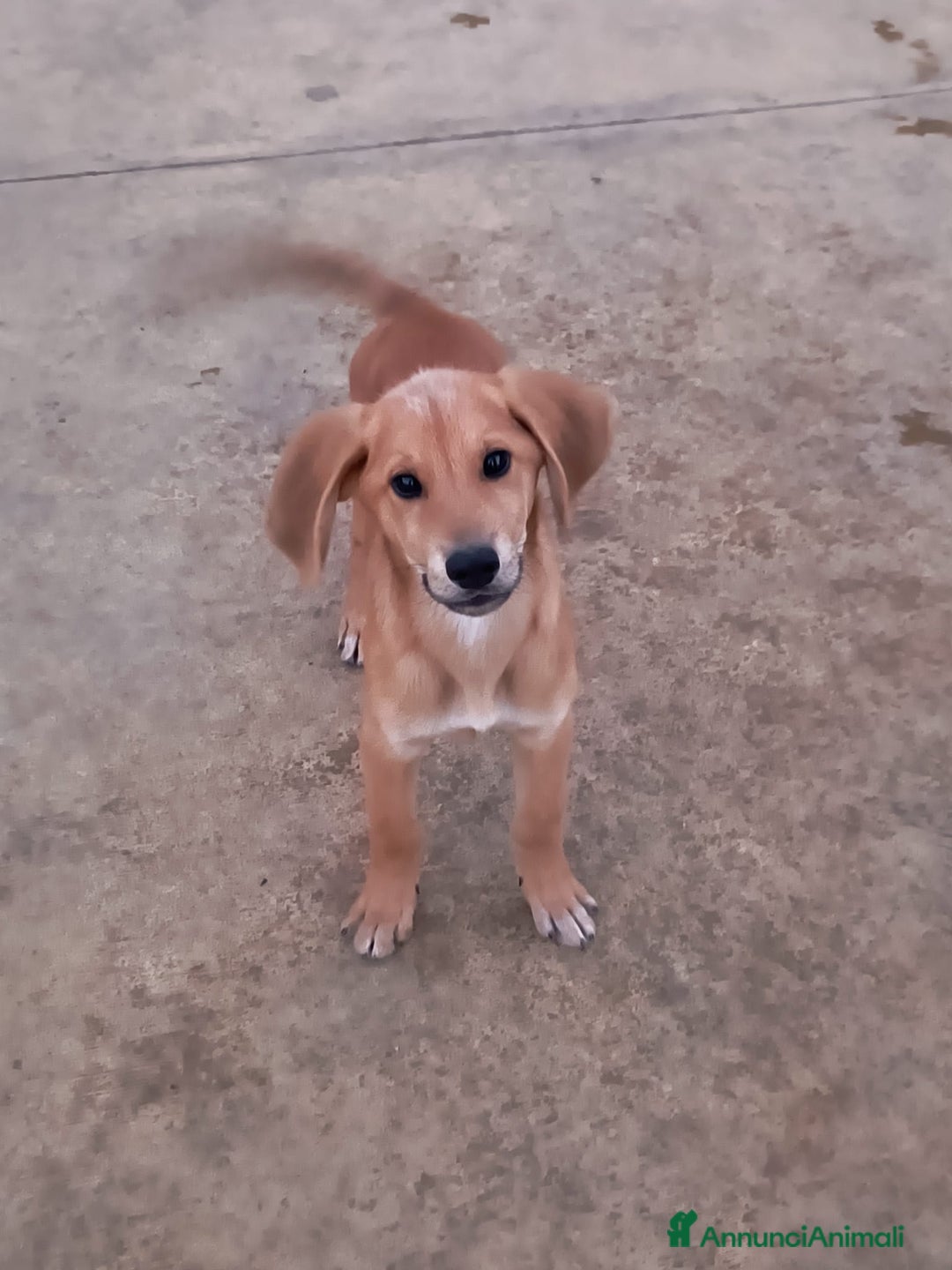 Meticcio cani in regalo: 5 cuccioli per 5 famiglie - Annuncio 12