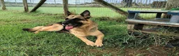 Pastore Tedesco cani in regalo: Sara Jane - Annuncio 1