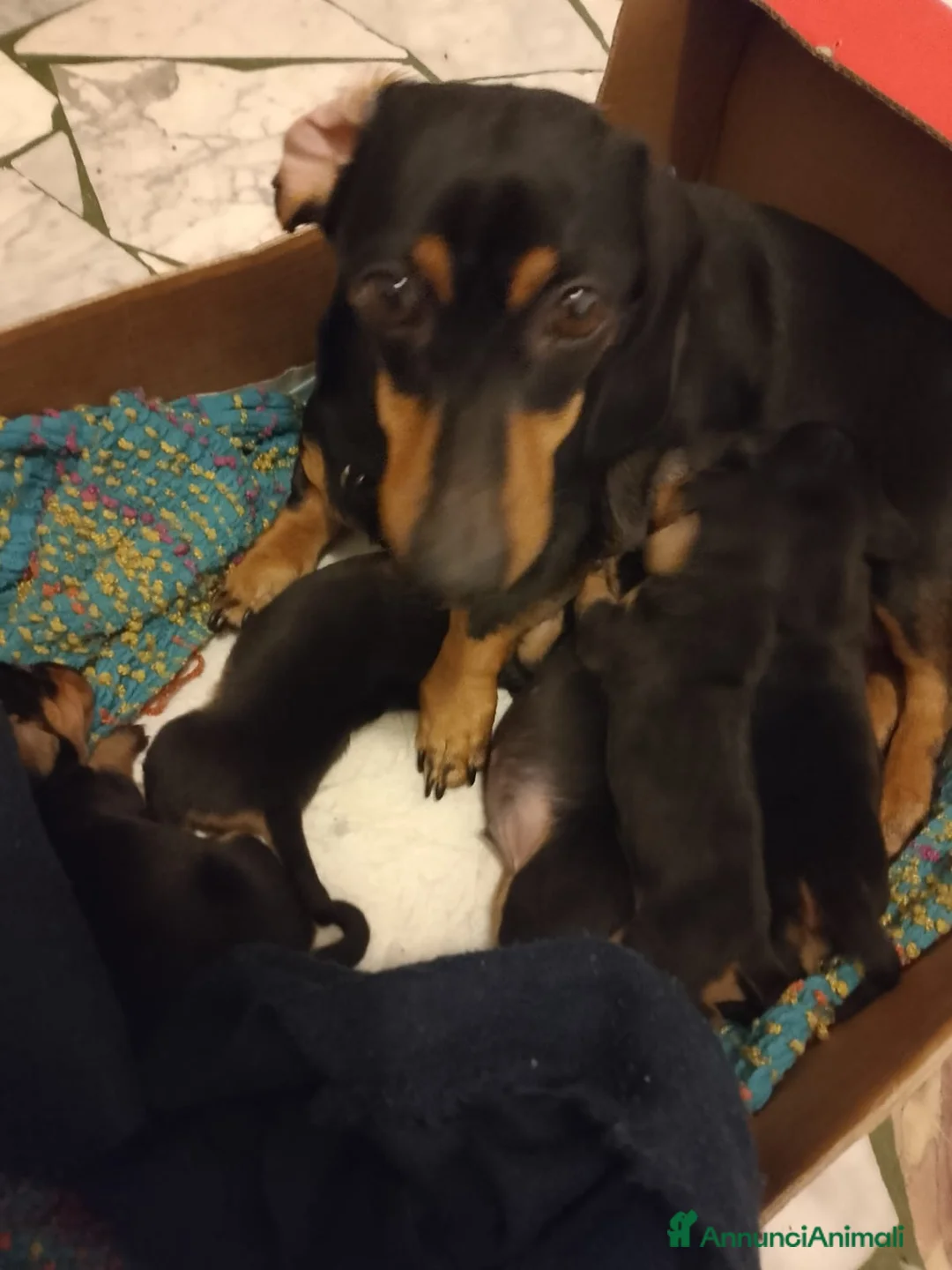 Bassotto cani in vendita: Bassotti puri  - Annuncio 7